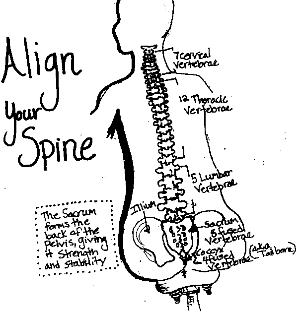 spine align belt