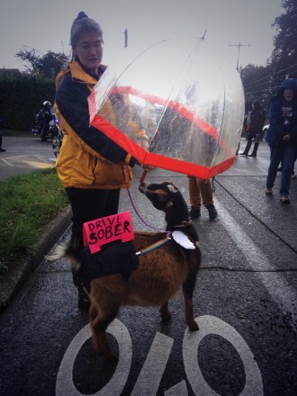 Right before the Schultes crossed the street one year ago, they stopped to pet this goat.