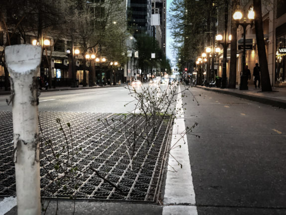 Tree saplings with buds on the branches growing out of a metal grate in a downtown street.
